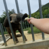しろとり動物園で、ゾウに餌を手渡ししている写真