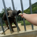 しろとり動物園で、ゾウに餌を手渡ししている写真