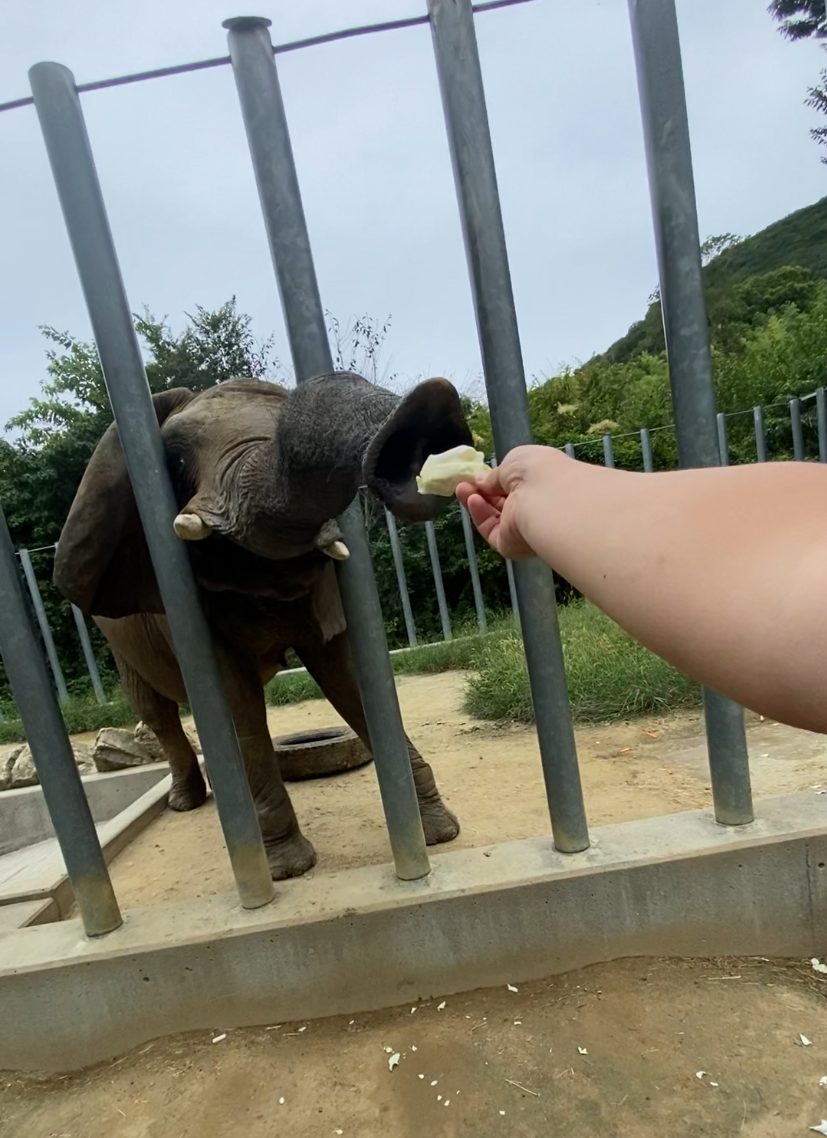 しろとり動物園で、ゾウに餌を手渡ししている写真